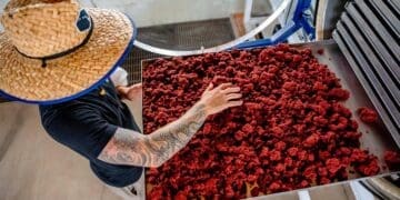 Commercial adoption of seaweed-based additives depends on whether processing efficiency can lower input costs for local beef producers.