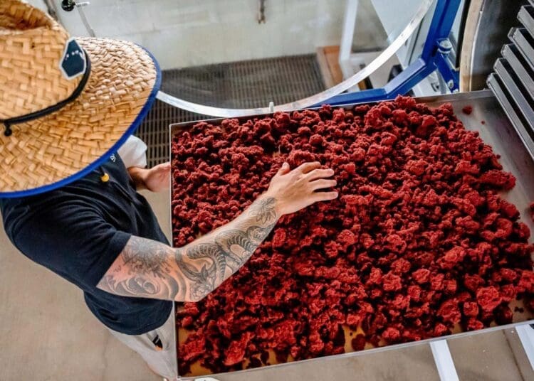 Commercial adoption of seaweed-based additives depends on whether processing efficiency can lower input costs for local beef producers.