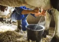 South African dairy farmers face mounting financial pressure as declining milk prices, rising production costs and limited bargaining power threaten the profitability and sustainability of their businesses.