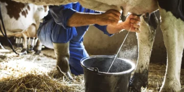 South African dairy farmers face mounting financial pressure as declining milk prices, rising production costs and limited bargaining power threaten the profitability and sustainability of their businesses.