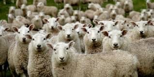 Meat prices continue to rise.