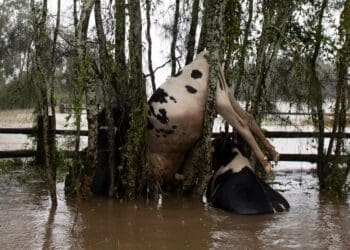 Smallholder farmers are counting heavy losses as floods and persistent rains submerge livestock kraals across parts of Limpopo.
Photo: The Guardian