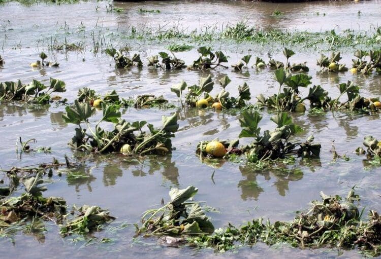 Farmers battle rising waters and losses as heavy rains damage fields and livelihoods. Photo: Steffen Schneider