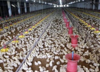 Small-scale farmers are set to benefit from a new innovative crowdfunding tool.