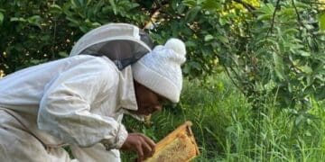 Phodzo Tshikosi's passion for beekeeping has grown into a thriving honey business in Tshavhalovhedzi village, Nzhelele, Limpopo.
