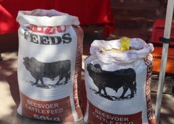 Emerging livestock farmers in Mpumalanga are being encouraged to improve animal health, production practices and traceability to access formal beef markets.