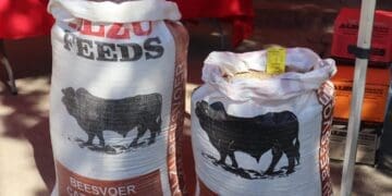Emerging livestock farmers in Mpumalanga are being encouraged to improve animal health, production practices and traceability to access formal beef markets.
